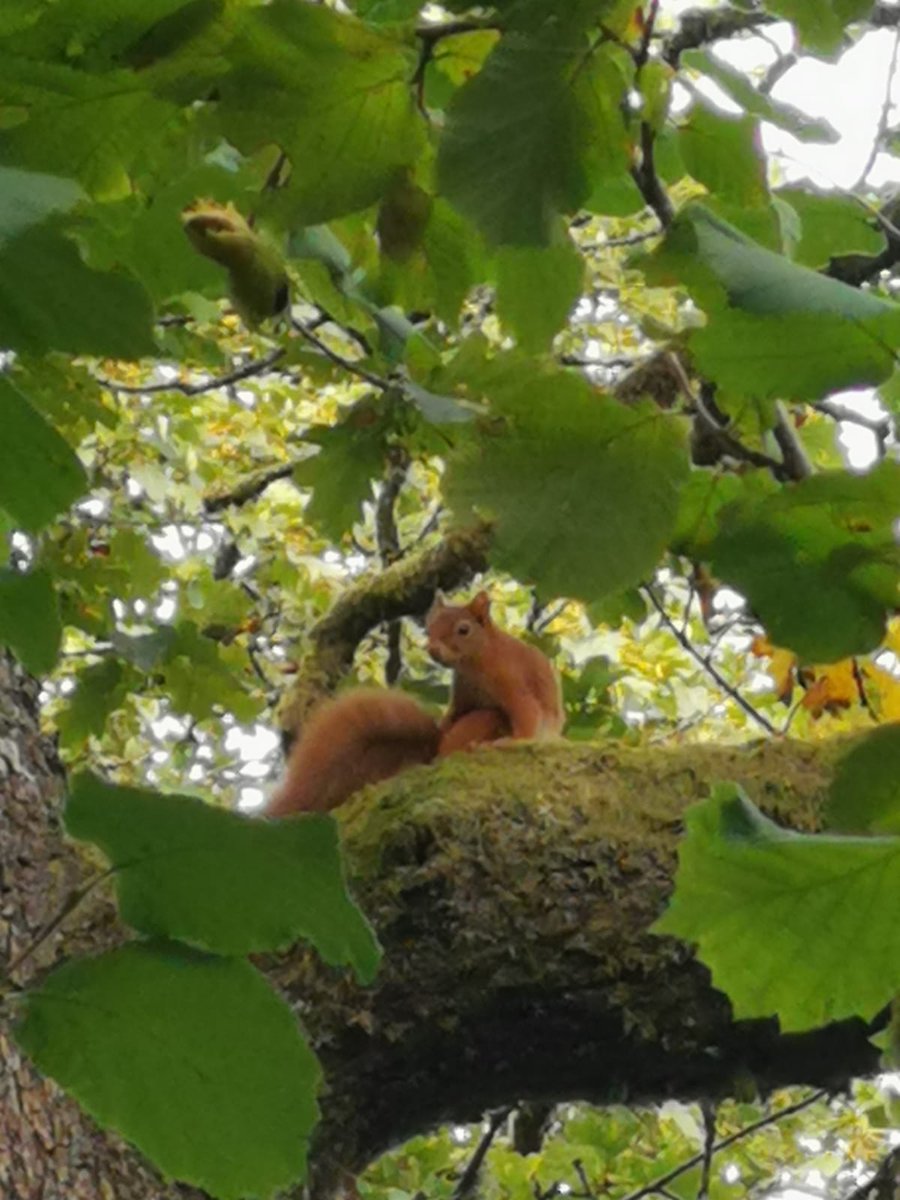 Been many a year but so happy to finally see one of these beauties again from my Gran's garden  #squizzatastic #lovethelakes