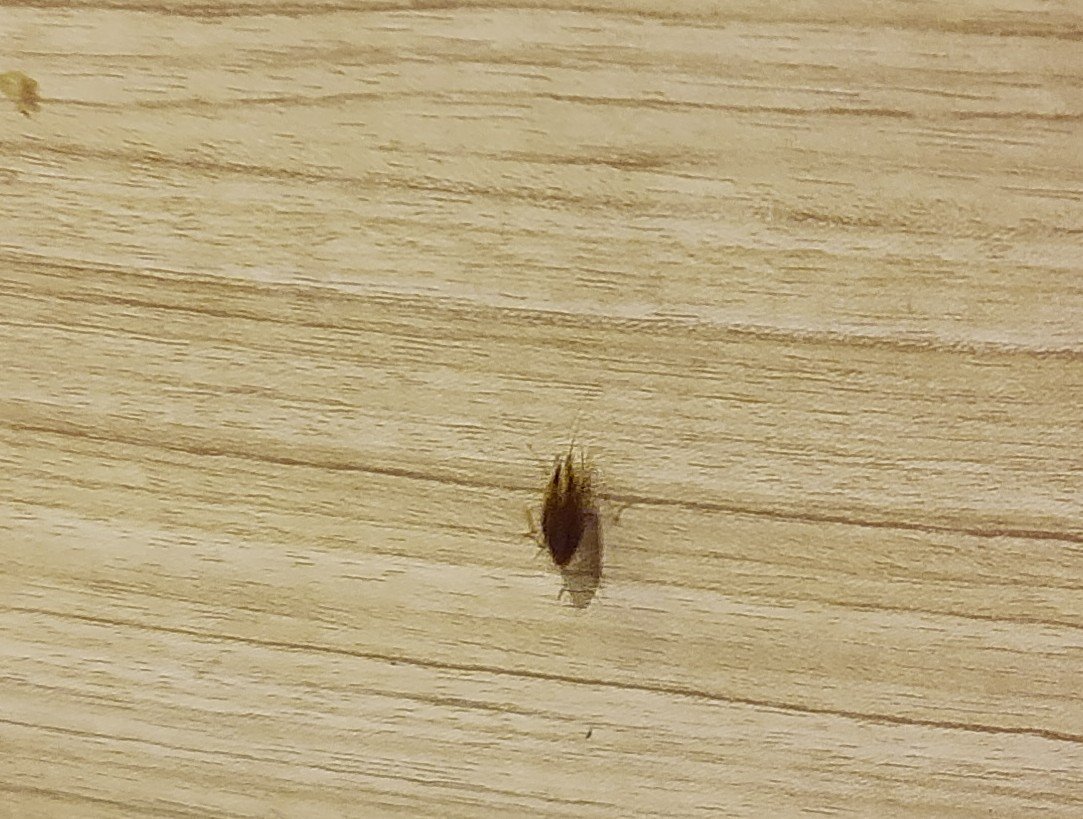 Abhimanyu (@absy_2201) on Twitter photo <a href="/PizzaHutIN/">Pizza Hut India</a> here's some proof of a cockroach at your one and only Pizza Hut in Inorbit Mall Vashi <a href="/PizzaHutIN/">Pizza Hut India</a> here's some proof of a cockroach at your one and only Pizza Hut in Inorbit Mall Vashi