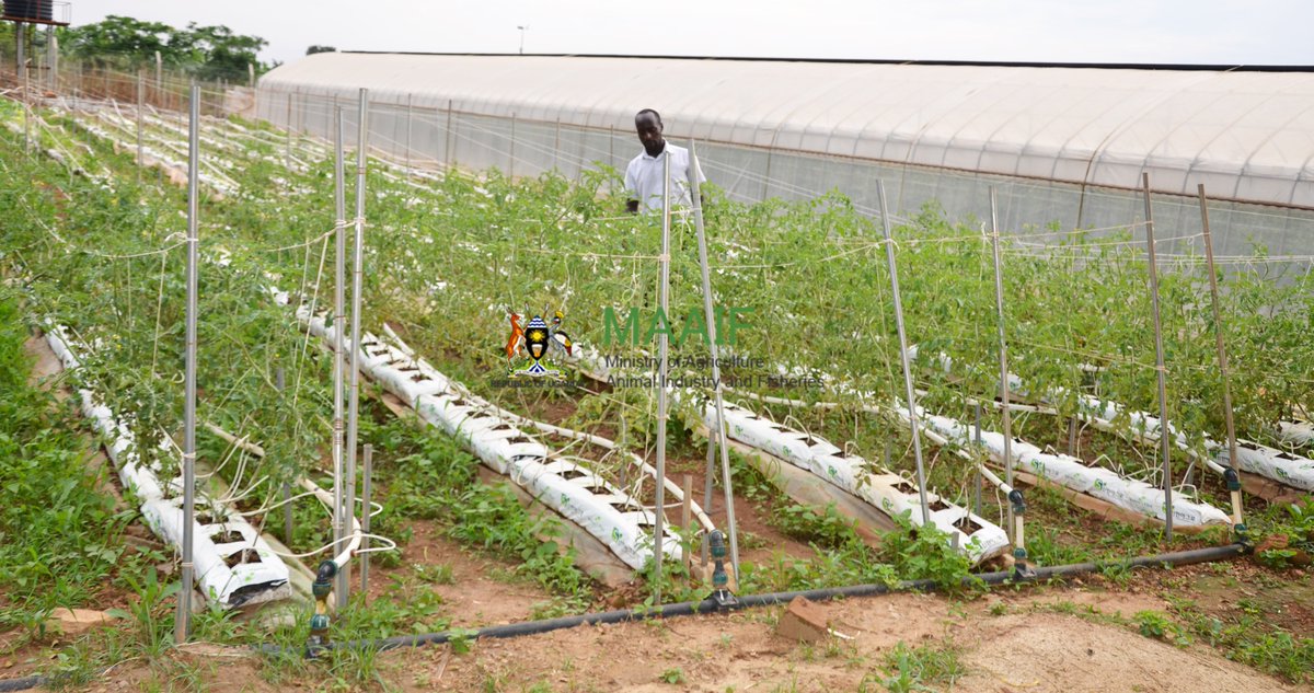 Hydroponics which is a fairly new approach to producing horticultural products is the growing of crops without using soil. For this approach, crops are grown in either solid media or water or in air. #UGAgriculture
Read more on the Ministry website: agriculture.go.ug/smart-agricult…