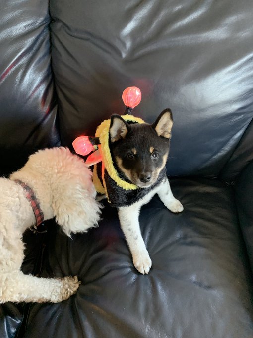 Hi she&rsquo;s a bee now https://t.co/t3Jr4JO9ty