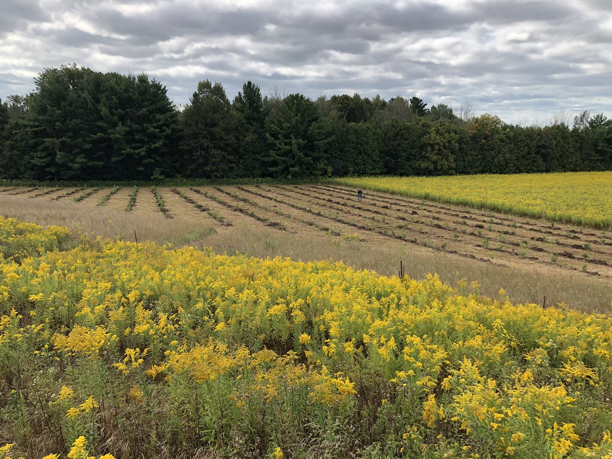 Another successful TD Tree Days event ..... 300 trees planted and well on our way to planting 1 million trees by 2030!  Thank you to all the volunteers who made this possible #TheReadyCommitment #tdtreedays