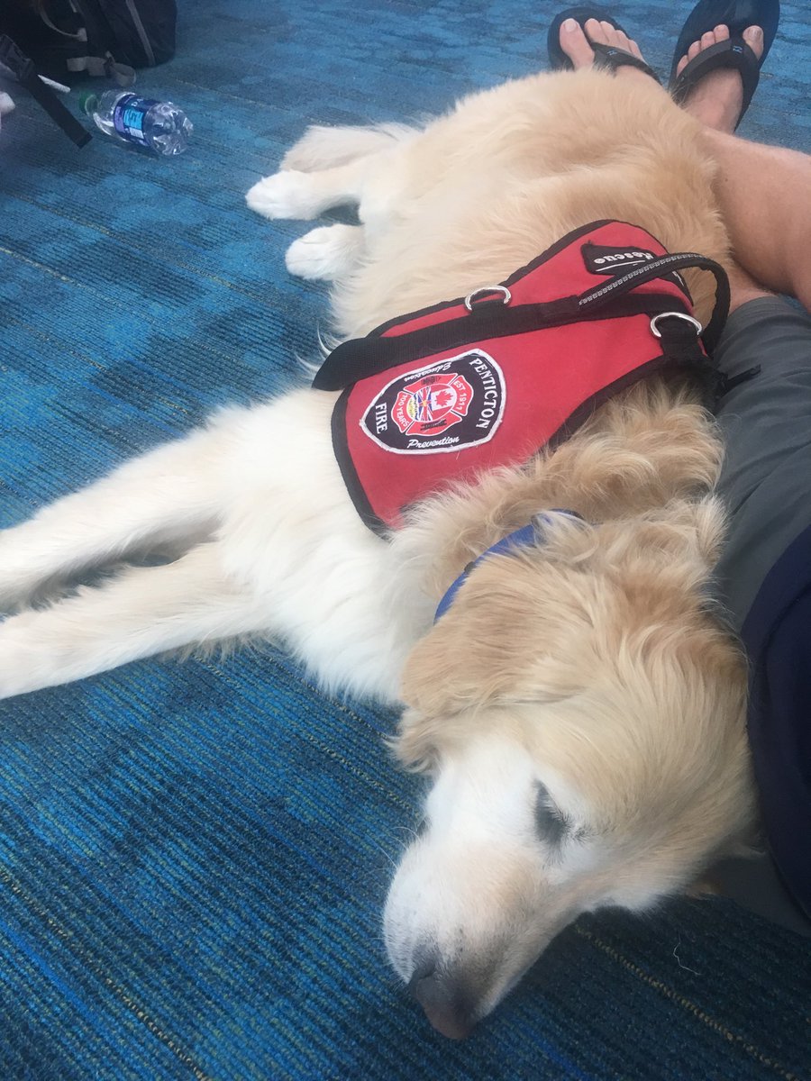 chiefwatkinson's tweet photo. In the #nassau airport heading home. Thank you everyone for your support. Big thanks to #jetblue on making the flight comfortable for #disasterdog Sammy. https://t.co/6tlfl249tb