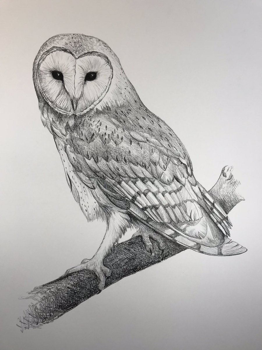 #Day55 #100DrawingsIn100Days for #TheYanaProject @yanafarming #MentalHealth #BarnOwl #SilentFlight #Hunter #Farmland #Barns #Owls #IndicatorSpecies #Wildlife #Norfolk  #Suffolk #Countryside #Drawing #Art #Challenge