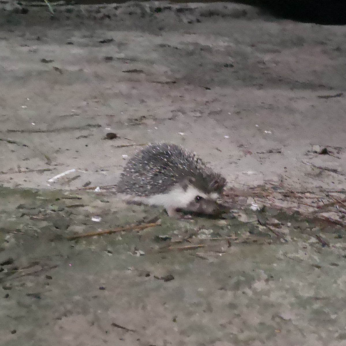 Animals I have met so far in the expat compound:1) Suprise frog that scared the shit out of me2) Hard as nails looking cat3) Yoga cricket 4) Tiny hedgehog, looks cute but would not pet