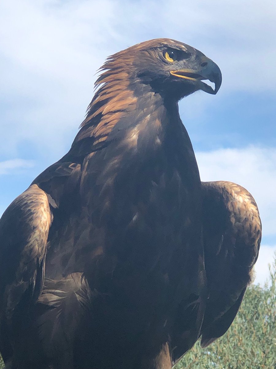 Laura Kennedy On Twitter Saw This Extraordinary Golden