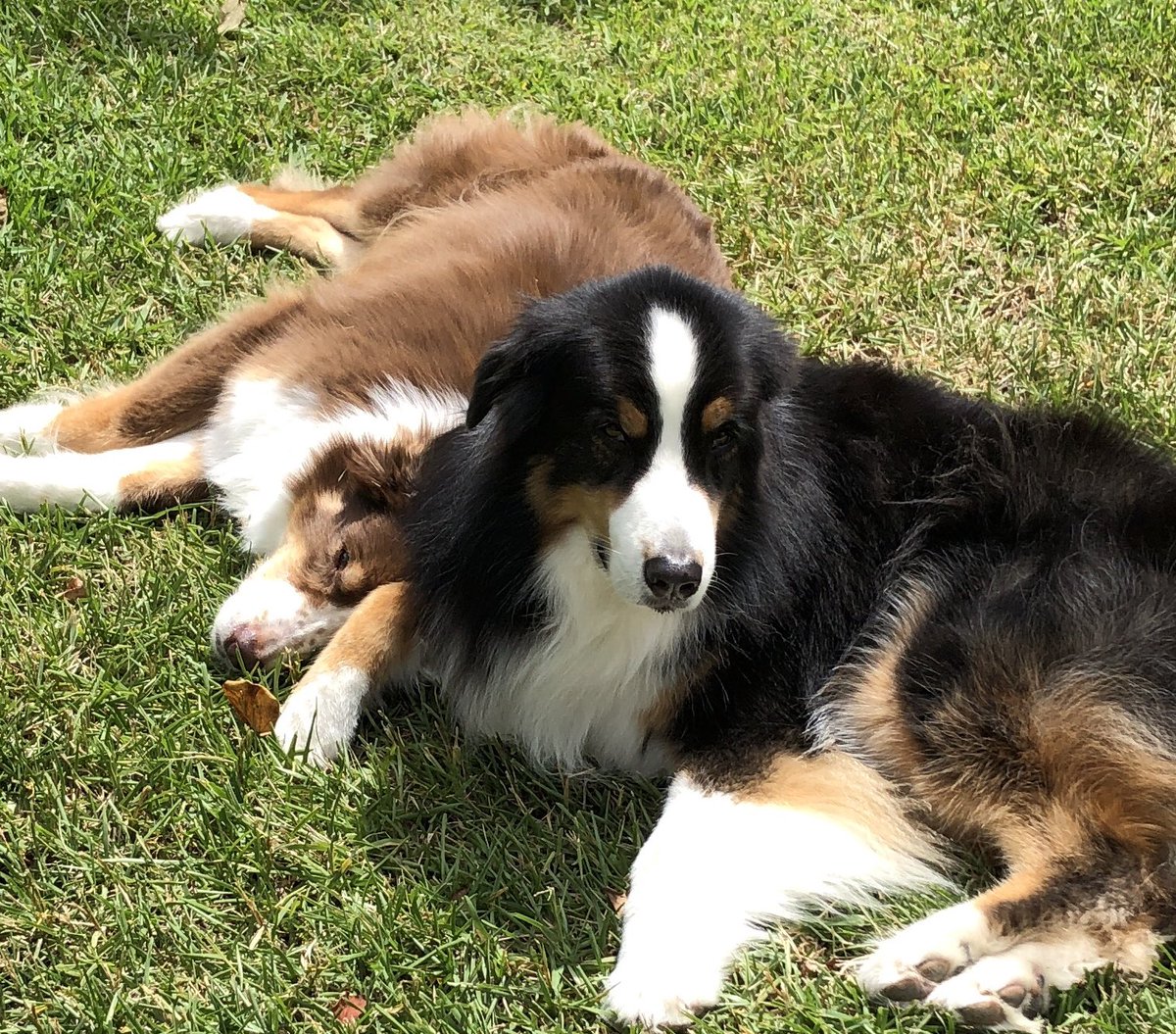 Jennifer Sykes (@scurrilous_j) on Twitter photo 14/09/2019 17:04:13 I’m a tiny bit proud of how little I’ve accomplished today outside of two dog walks... I’m a tiny bit proud of how little I’ve accomplished today outside of two dog walks...