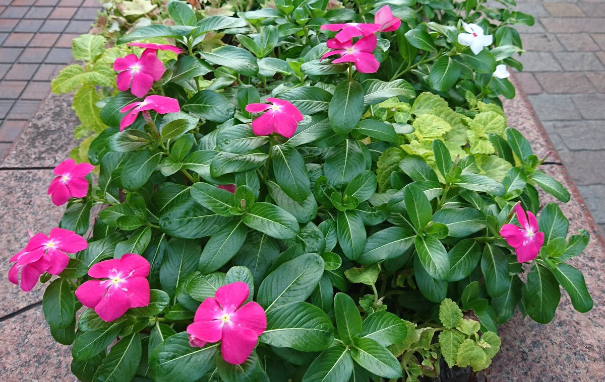 すべての花の画像 心に強く訴えるペンタス 花束