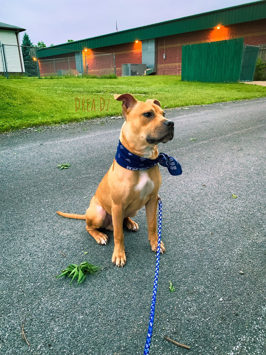 drea_dz's tweet photo. Watching π
#oldpic #watching #cloudy #summer #greenery #dogsofinstagram #pitbullsofinstagram #goodboi #heprotecc #blue #bandanascarf #phonephotography #ameturephotographer #forfun #inspiration #mansbestfriend #oldpic #screendeart #getyourshots #lovephotography https://t.co/GNzw6ulgPP
