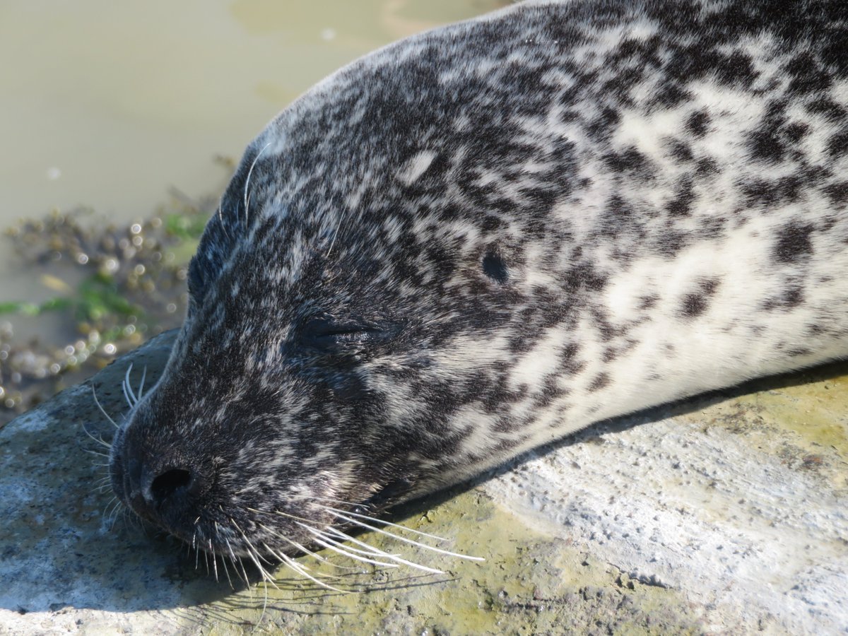Depuis environ 10 ans, un phoque a élu domicile dans l'estuaire de la Rance, au niveau de la cale de Mordreuc