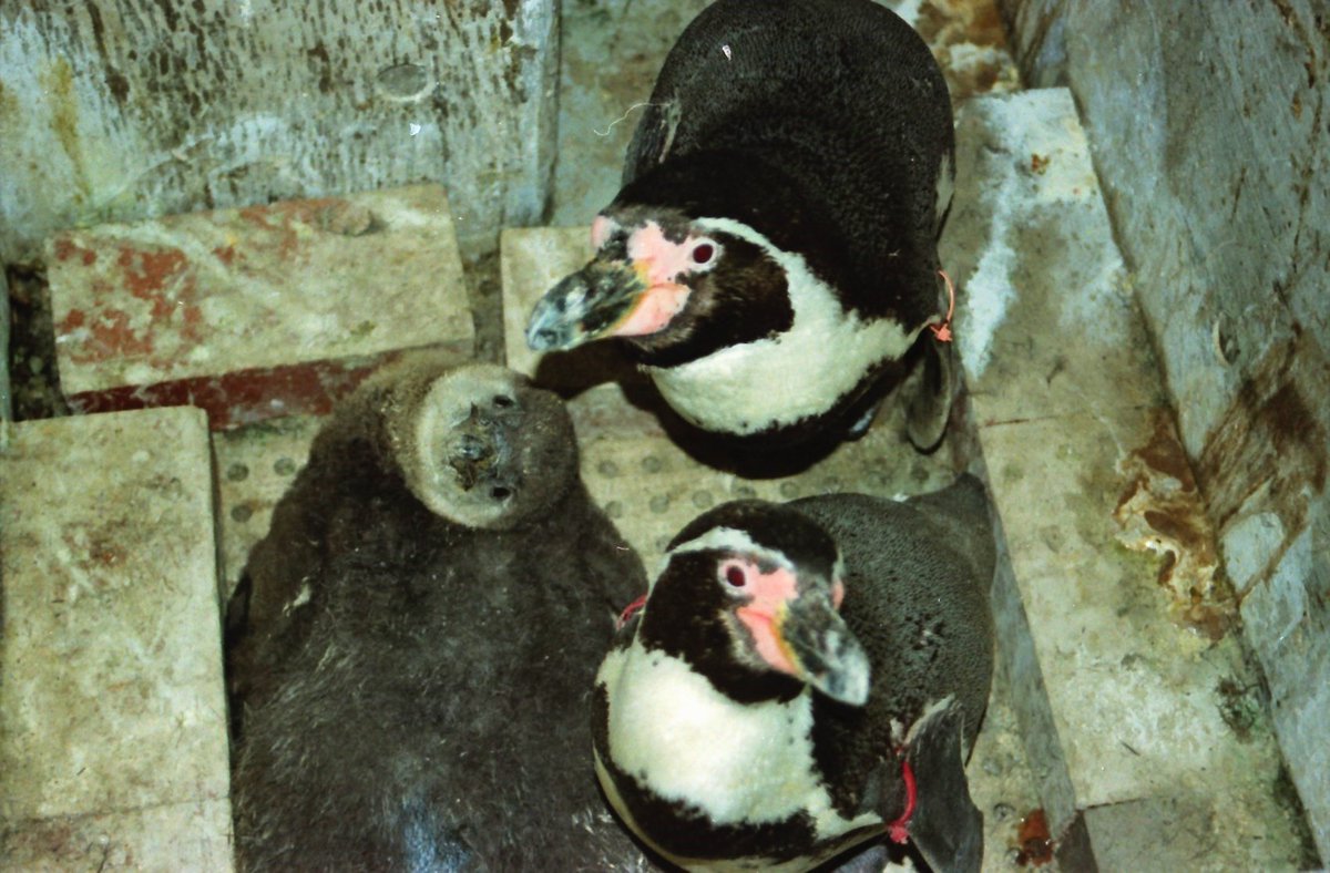 ウォンバット A K A 大阪ペンギン 新年快乐 フンボルトペンギンの家族 ウォンバット A K A 大阪ペンギン 新年快乐 フンボルトペンギンの家族