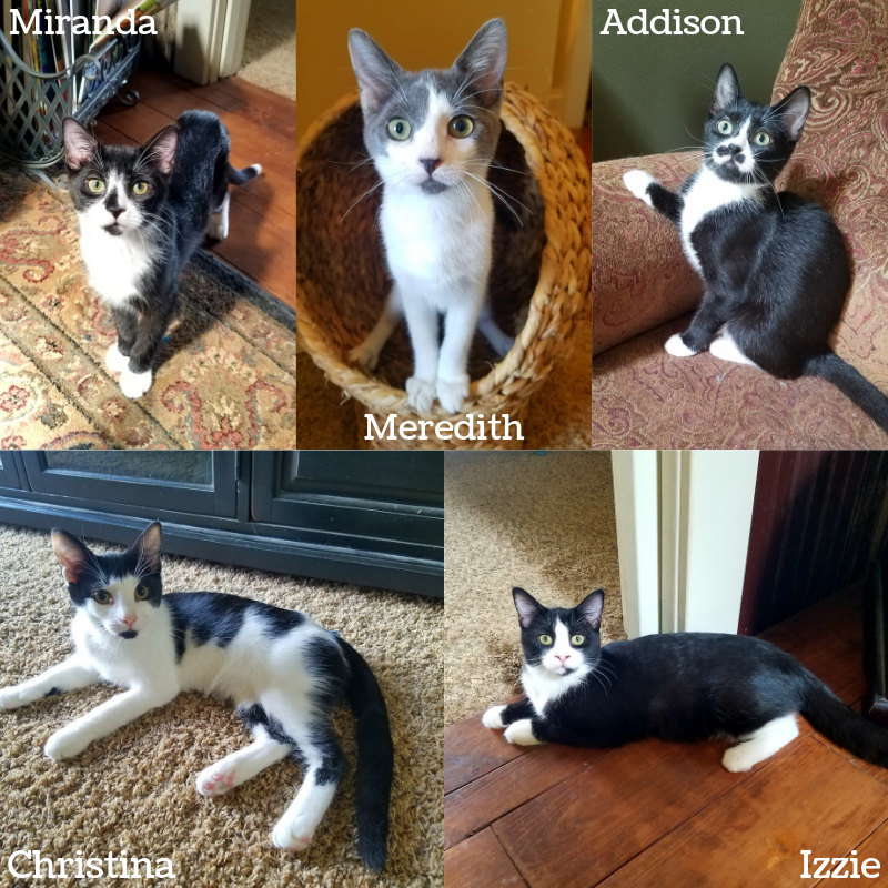 AllCatsRescue's tweet photo. Our adoption event at PetSmart at Dawley Farms is going on now, and there are some super adorable kittens for you to meet, including Meredith Grey &amp; her sisters! Head on out to PetSmart &amp; meet them - we'll be there until three! Check out their profiles at https://t.co/KGEqptRbr0! https://t.co/6iOK0cGQc8