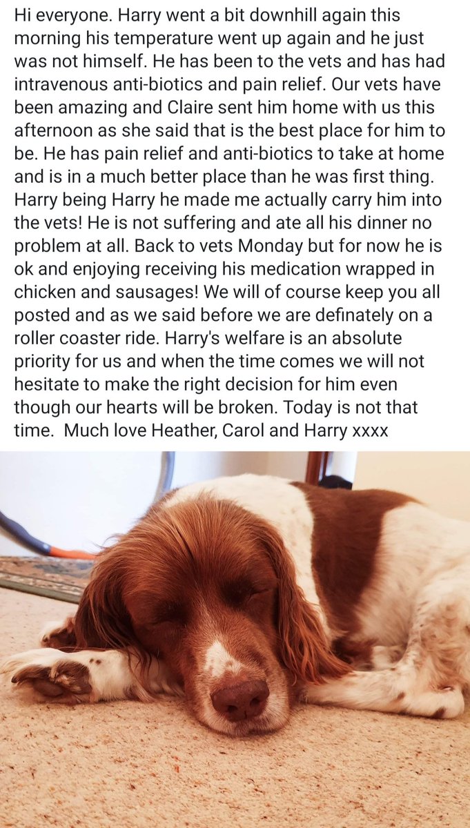 Update on Harry #liveyourlife #thedogintheredboot