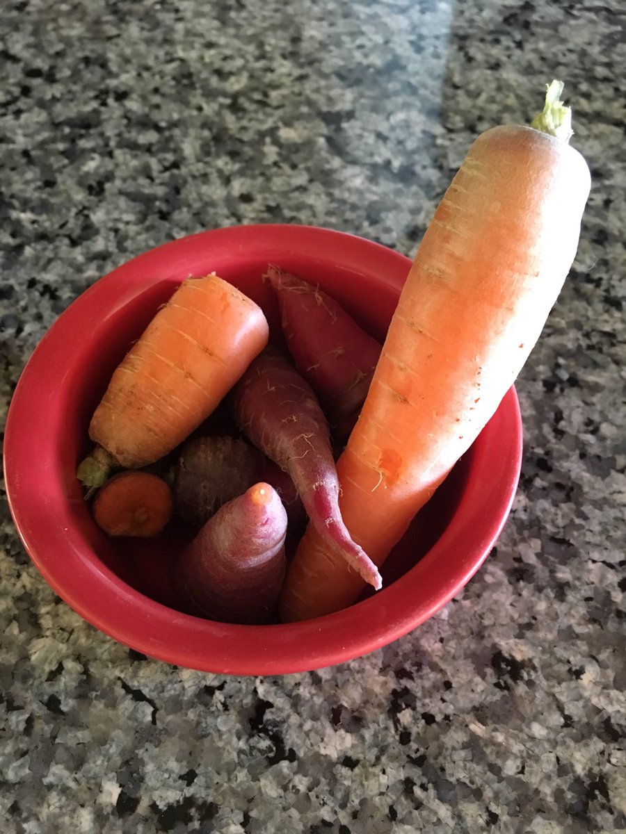 Two months and two $5 carrot plants have produced a harvest fit for a guinea pig.