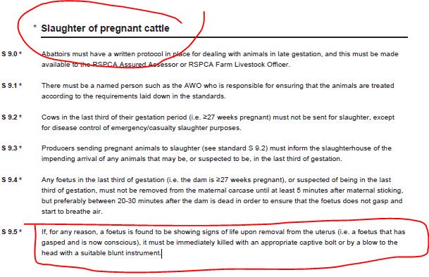 herbivore_club's tweet photo. Dairy cows are killed at roughly 6 years old, they could live 20+ years 🐄
In some cases, cows are killed while pregnant. There is an RSPCA approved procedure for dealing with this, see below.
#NationalItalianCheeseMonth
#ItalianCheeseMonth 🧀 https://t.co/5aWLTai9g9