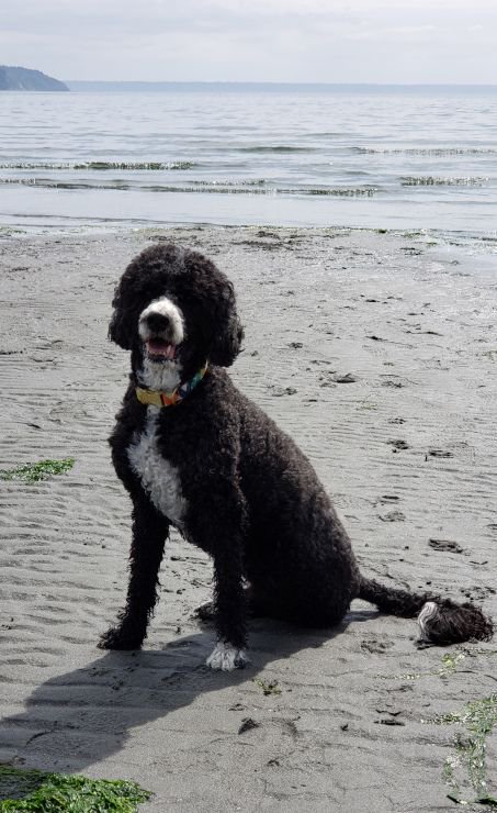 Tripawd's tweet photo. #RT @Tripawds: "He is a sweet, sensitive boy &amp; it took him a while to get his confidence back after the surgery. He is now a happy 11.5 year-old who is full of energy ... and get lots of attention everywhere we go." #tripawd #TripawdsFoundation #threeleg… https://t.co/fZ9vTufCM9