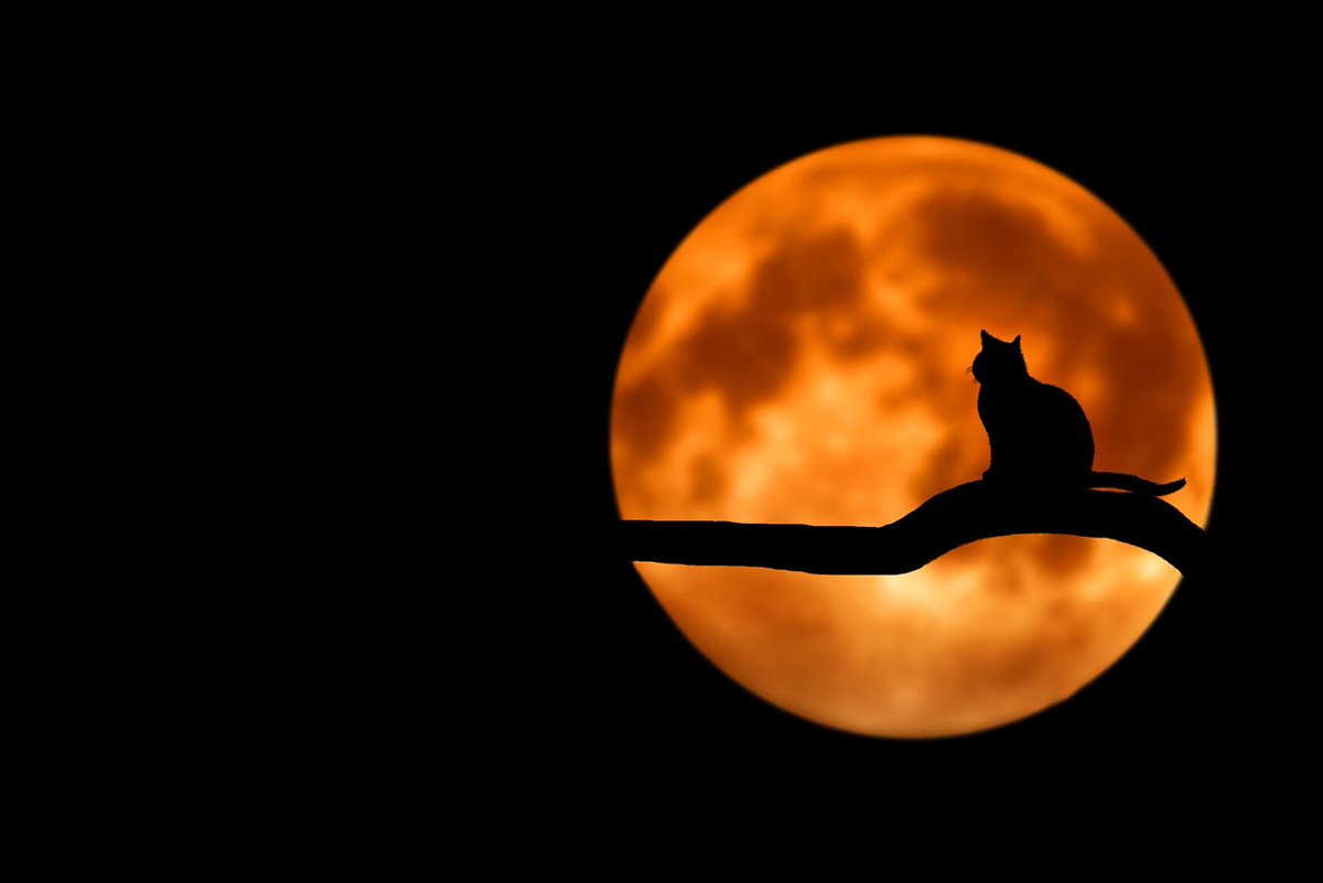 PCJParkin's tweet photo. supporting @EPUttlesford
last night ended up going 32 after male arrested in #henham for Drink driving, DOWL, Driving without insurance.
84 blown on the Intox at custody and failed to provide second sample . โ๐บ๐
#failtoprovide #drinkdrive #fullmoon๐ #friday13 #lovemyjob https://t.co/KYoR7s1YZz