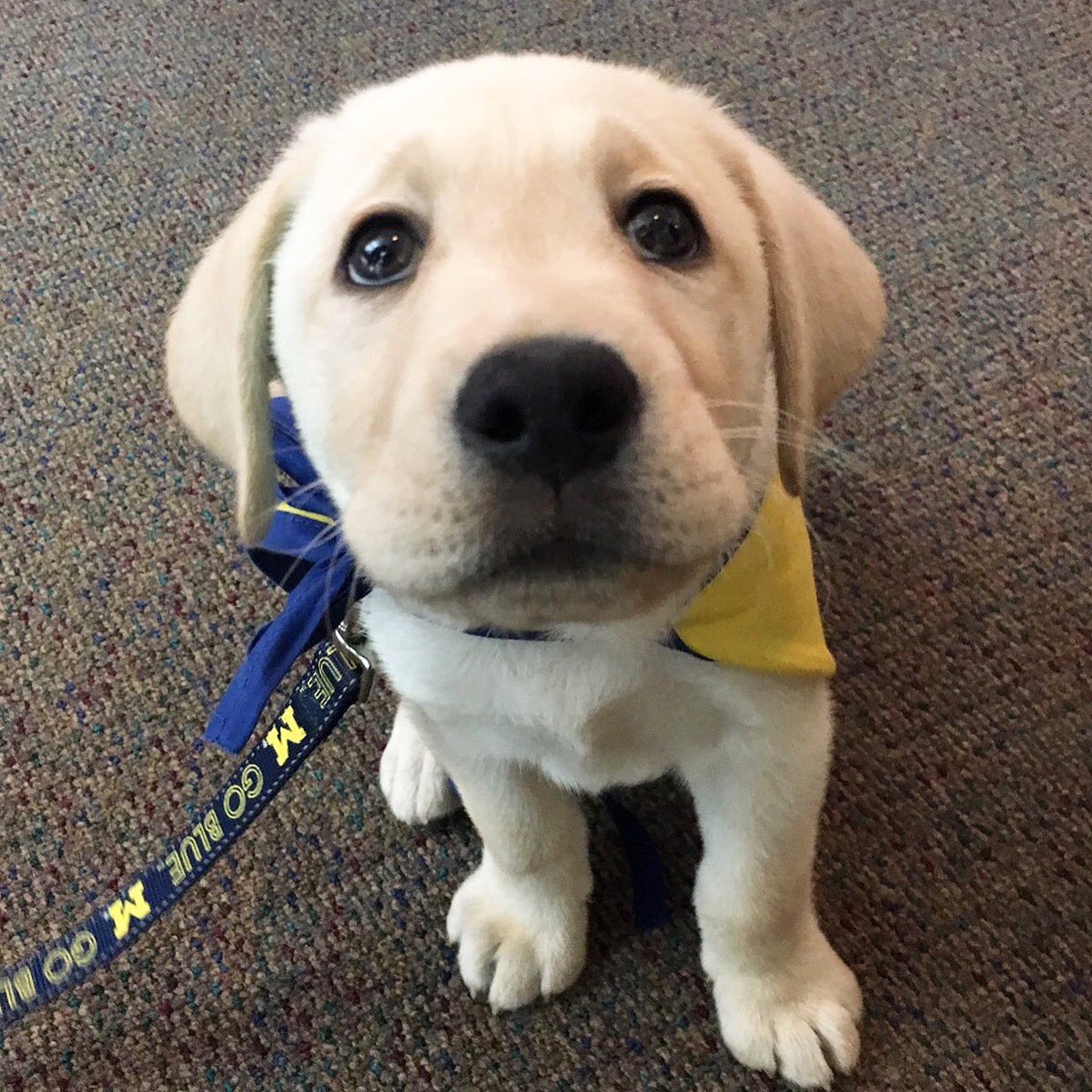 RaisingaHero's tweet photo. Pick ours, pick ours! @JennaBushHager #ReadWithJenna 

#RaisingAHero is about raising a puppy to become a service dog to help kids with special needs. From @LauraNumeroff, author of “If You Give a Mouse a Cookie” https://t.co/eRXSvJZHBY
