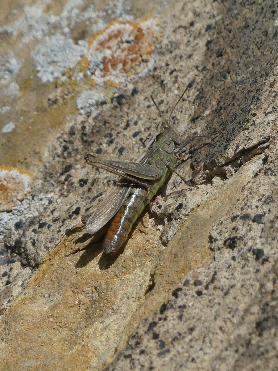 Wild_NEScot's tweet photo. @TheCCT Lovely grasshopper-filled churchyard, honey bees in the tower, resident bats making serious inroads into the local Yellow Underwing population. #ParsonDrove #LivingChurches #teammoth #SeasonOfCreation @TheCCT @BatsinChurches @godsacre @Buzz_dont_tweet https://t.co/6RrS9wf7KG