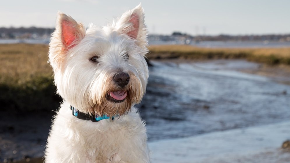 It's always scary when our best furry pal gets into #trouble, especially when out on the #SWCoastPath. Luckily, there are amazing rescue teams in #Cornwall, like the #RNLI. Watch some of their incredible #rescues (and pick up a few dog walking tips) here…
bit.ly/2koVjEp