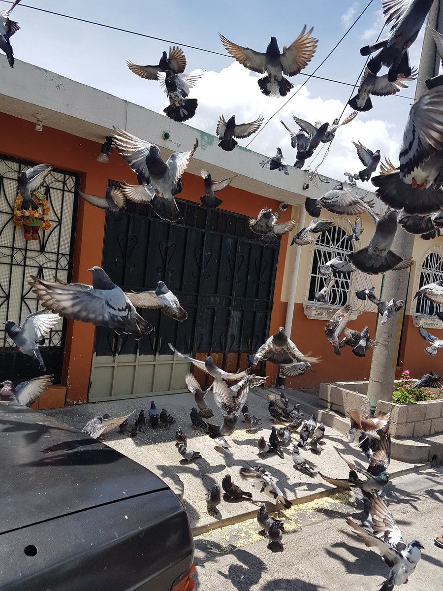 bolanos_rodrigo's tweet photo. Todos los dias a las 11:30 am las palomas en la Colonia Escalante, Ilopango esperan que la residente del pasaje 3 les de 15 lbs de maiz. Siempre hay angeles anonimos ayudando a otros. #HayQueSumar https://t.co/YPGumhaf8b