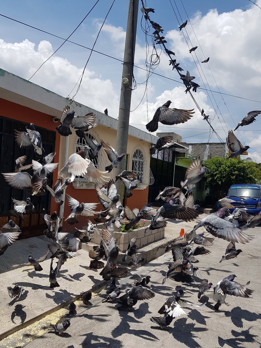 bolanos_rodrigo's tweet photo. Todos los dias a las 11:30 am las palomas en la Colonia Escalante, Ilopango esperan que la residente del pasaje 3 les de 15 lbs de maiz. Siempre hay angeles anonimos ayudando a otros. #HayQueSumar https://t.co/YPGumhaf8b