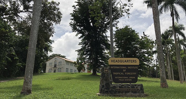 ElYunqueNF's tweet image. Since 1939 the International Institute of Tropical Forestry (IITF) in Río Piedras, PR, has advanced tropical forestry knowledge on local, national, and international levels. It is a Forest Service research &amp;amp; technology transfer institute. Photo: IITF #ForestResearch #TreeResearch