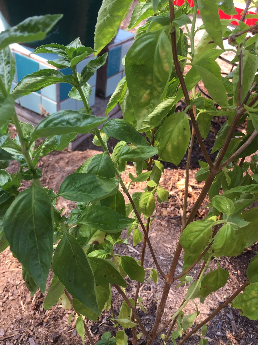 MrsCamposSTEM's tweet photo. So grateful for community members who understand that it truly takes a village! Thanks to the Faith Center in Spring Branch and Eagle Scouts for making this happen!! @LandrumMS @SBISD #schoolgarden #servicebasedlearning https://t.co/CE89Gkqif0