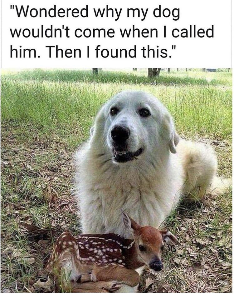 WholesomeMeme's tweet photo. https://t.co/auNsBQFxMX