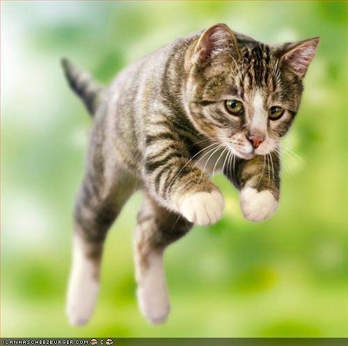 Stalking And Pouncing In Cats: Reasons And Solutions, 59% OFF
