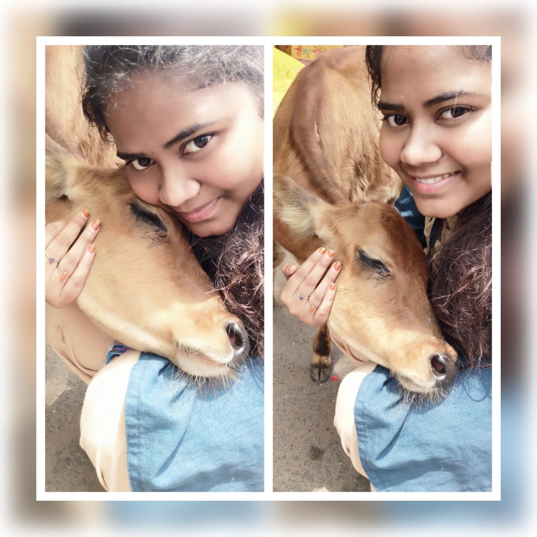 RakshambikaS's tweet photo. “Animals are such agreeable friends—they ask no questions; they pass no criticisms.”ALL THEY KNOW IS TO LOVE PURELY ❤️❤️❤️
#petlovers #savecows #littleangle #AnimalsHaveFeelings #lotsoflove #foreverlove #truelove https://t.co/LizAky1Tyq