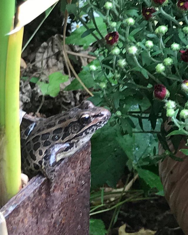 jmkarchitects's tweet photo. Happy frogs living in the water garden.  Keeps the bugs down! https://t.co/xlKTZpm49V