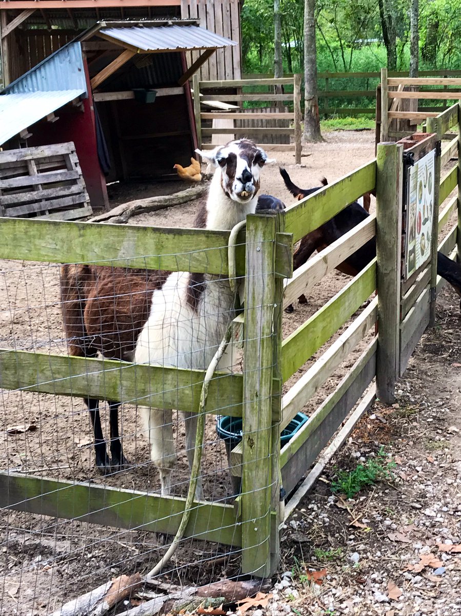 This fella just spit on some kids at <a href="/SugarRootsFarm/">Sugar Roots Farm</a>. It’s LIT.