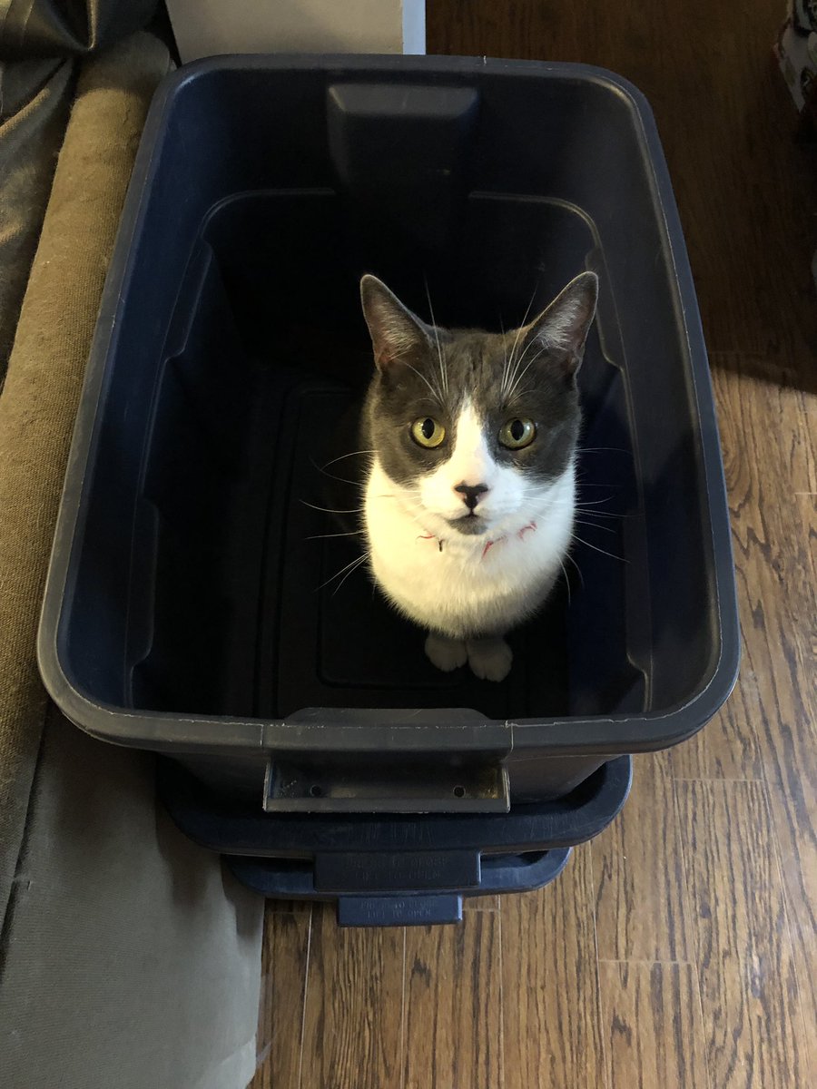 AdventureDice's tweet photo. Emmett the Adventure Dice cat “helping” us get our bins ready for @SHUXshow. 🎲🐈 https://t.co/bOCDENuPzT