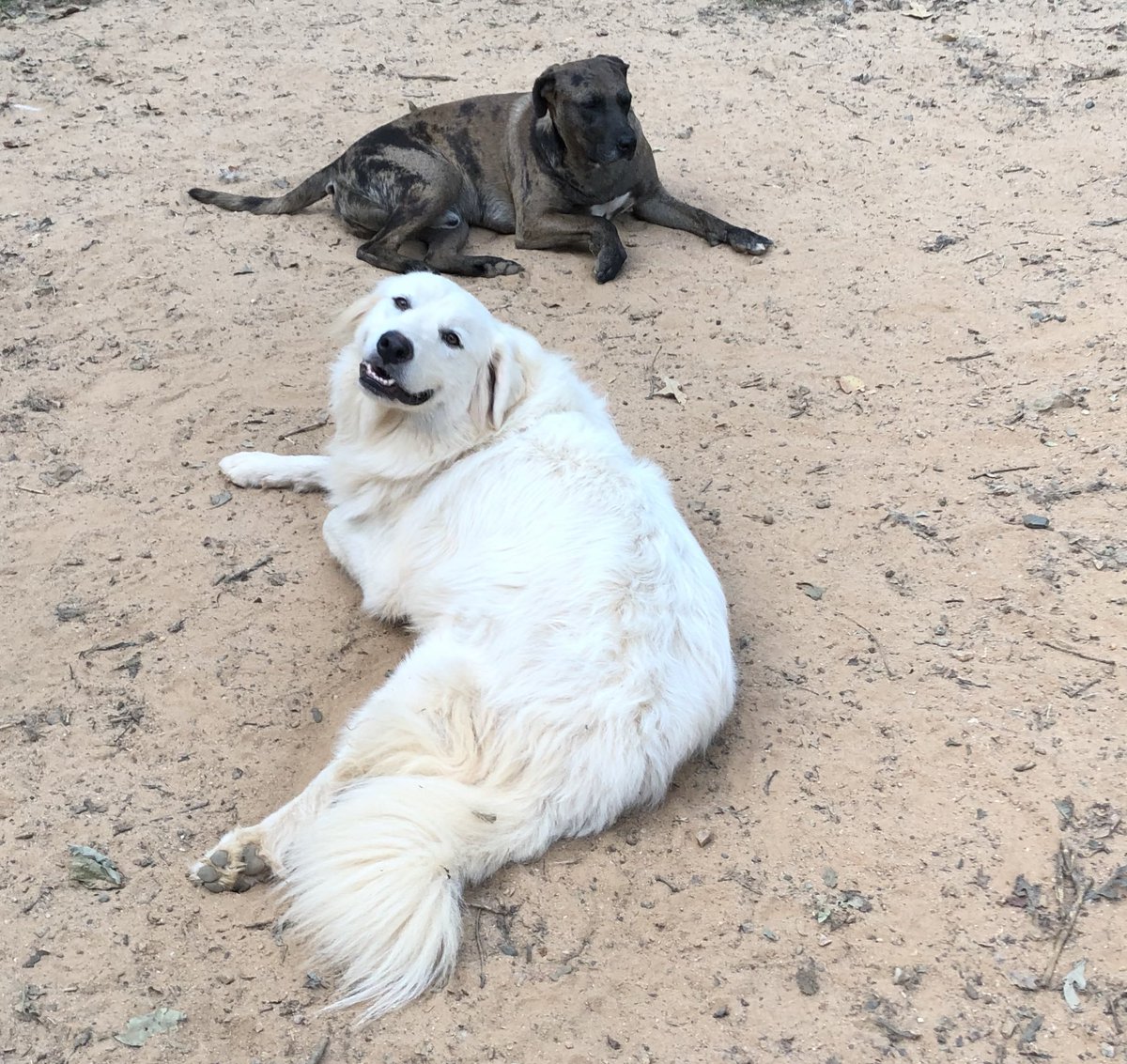 k95rescue's tweet photo. Faith and Andy enjoying a cooler morning. Finally! #FabulousFaith #AwesomeAndy #greatpyrenes #catahoula #adoptabledogs https://t.co/KUM736Ydm0