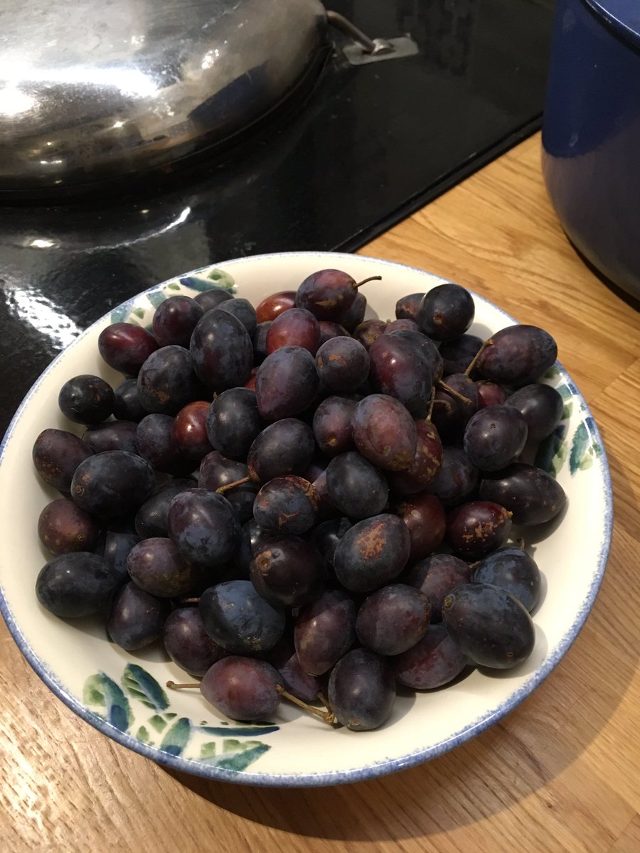 nicabbatt's tweet photo. I have a trillion million damsons this year #makingcheese tomorrow 🙂 https://t.co/1dcY2F1K4E