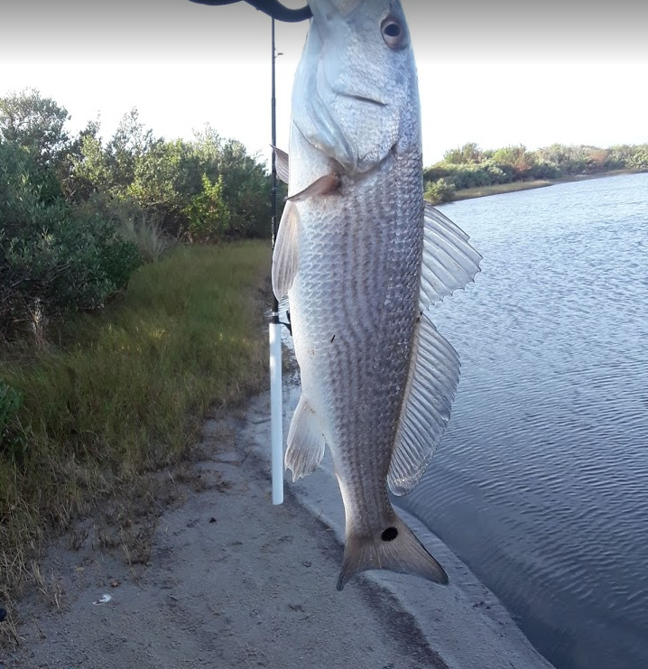 east_surf's tweet photo. #Redfish #Fish #Fishing #Florida #EastCoast #SurfFishing #Eddycreek #CanaveralNationalseashore #Brevard https://t.co/Zn73xowZXl
