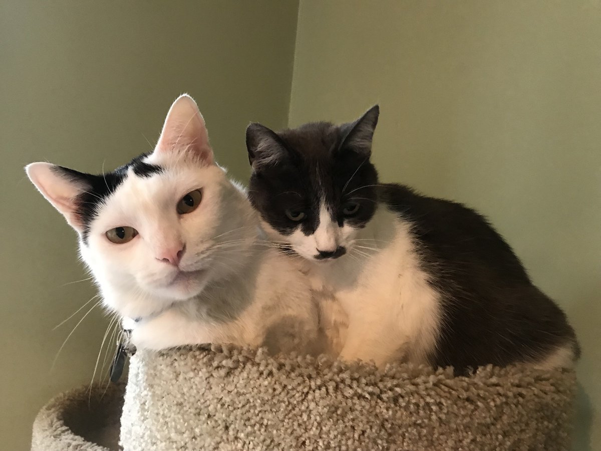 Ethel and I like to consider ourselves Weekend Warriors. Just kidding... napping is our favorite pastime! 😸