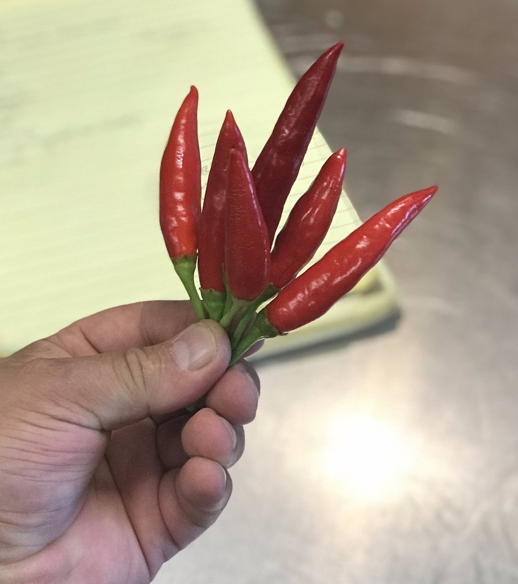 Calabrian seed Maine grown Calabrian Chile’s from Stonecipher Farm. We gave farmer Ian seeds from our friends chilie tree in Calabria 5 years ago and now every season we have beautiful fresh chilies to use fresh, dried &amp; pickled on our menu! #love #chilies #pepper #Italy #maine