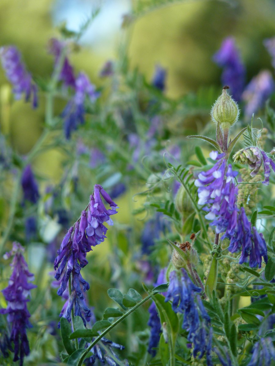 SanjeePerera1's tweet photo. "The #TuftedVetch, the purple night shade too,
Twinned 'round each thorn, diversify the view.
The distant landscape waves with dark green corn,
And the grasshopper chirrups on the lawn."
#WilliamCole
#ViciaCracca #wildflower @uobgreenheart @unibham_estates @unibirmingham https://t.co/64Ac6FM56f