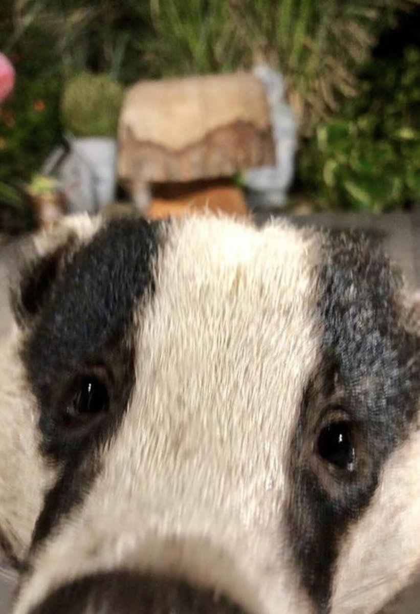 LumpyandFriends's tweet photo. I’m Pleading for my Life!!! Please don’t shoot me 😢😢😢🐾🐾❤️ #badgers #MrLumpyandFriends  #Wildlife #foxes #stopthecull @rickygervais @ChrisGPackham @PeterEgan6   @DerbyshireBEVS @AnneatSaveMe https://t.co/uh0P8y9RLm
