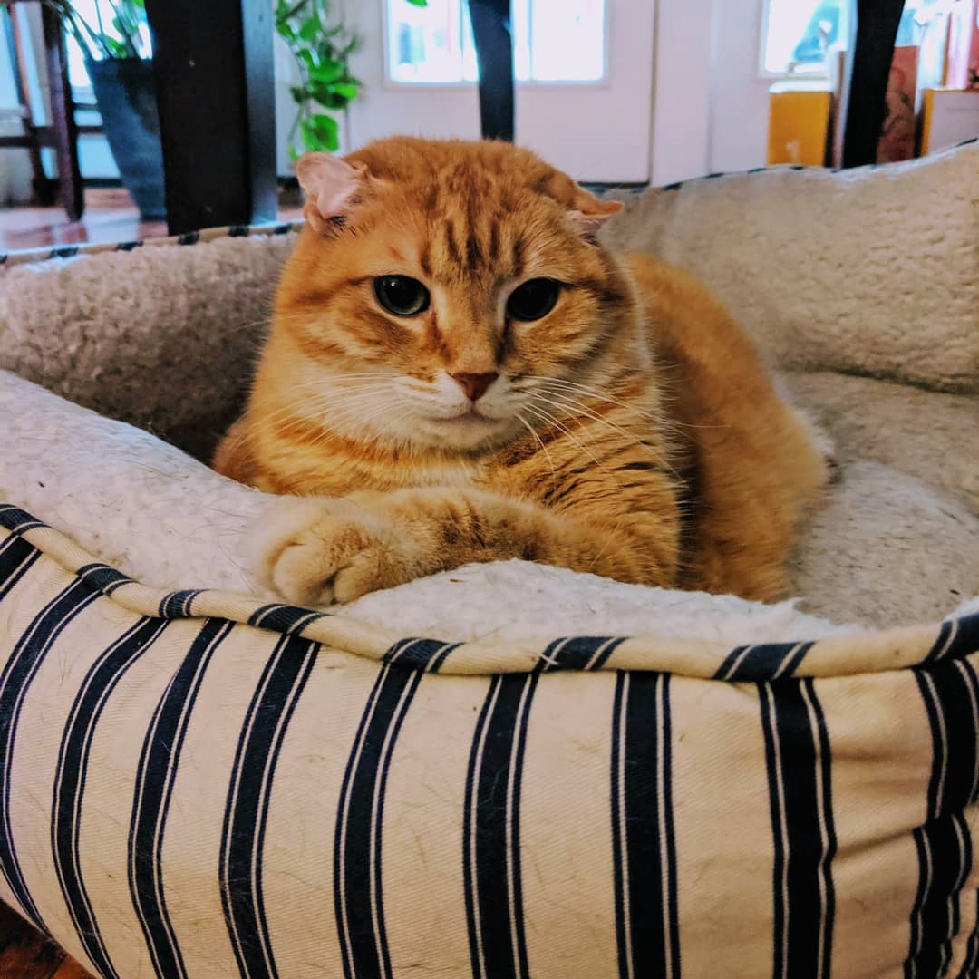 JackVPSpike's tweet photo. I've taken over Spike and VanPersie's bed! Maybe they won't notice...
#Jack #ThePooleKids 
#catsoftwitter #catsofinstagram 
#imtakingover https://t.co/uXtzWV082f
