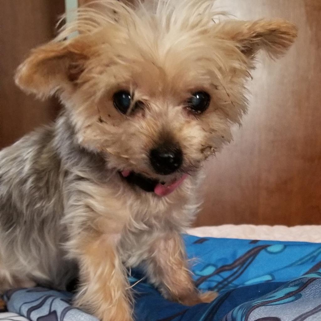 pamelarigney's tweet photo. I lost my sweet Jaz this morning. My heart is overwhelmed with grief. But I am so grateful for all of the time we had together. Sleep well Princess Mighty Mite. I won't  be around for a couple of days. ❤ https://t.co/yJ7eKoT3OL