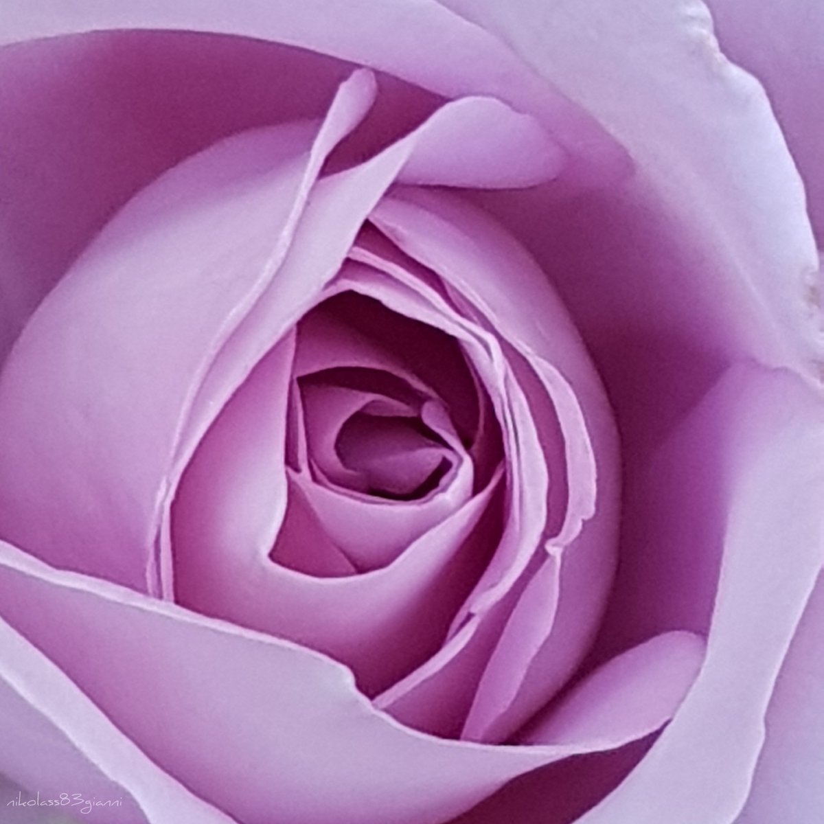 nikolas83gianni's tweet photo. #artist #ilustrator #designer #ditalartist #note8artist #pink #charlesdegaullerose #rose #roses #flower #flowers #blooming #nikolass #nikolass83 #nikolass83gianni #galaxynote8photography #photography #photo #note8 #note #nature #pancevo #srbija #serbia https://t.co/lfbkMvhzeq