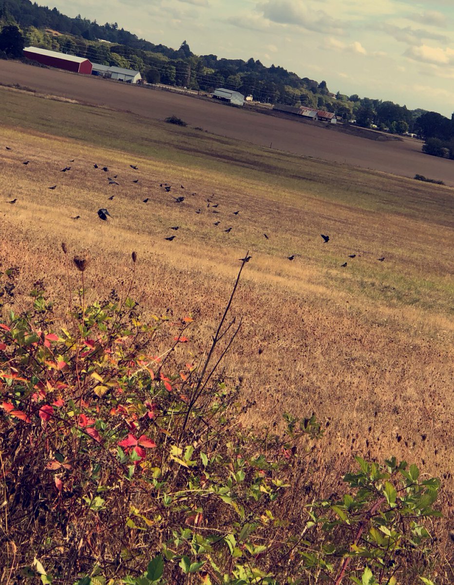 Kitten84Korean's tweet photo. That #ominousfeeling you get when you walk past a murder of #crows 🔮 #fall is nearing 🍂 🍁 https://t.co/f41Ty0niD4