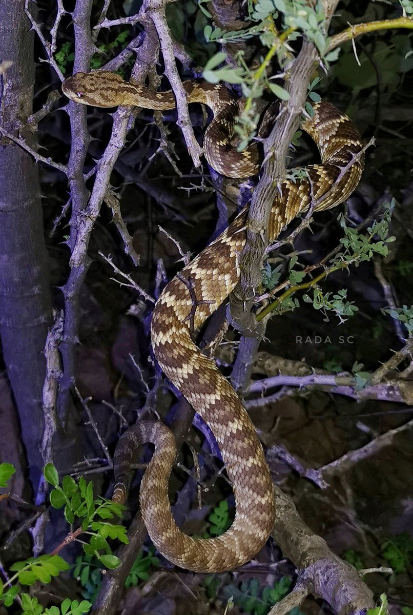Parkinsonia aculeata (Espino de Jerusalén), image size:806x1200