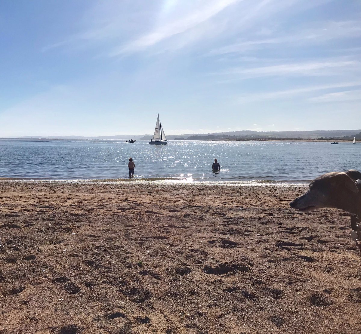 Ben looking sheepish after a b*****king for walking up to some girl and peeing on her leg.... ‘oh my goodness’ I say.. ‘he’s never done this before’...... ‘yes he has, remember?’ lil man adds.. ‘he peed on that bald man’s head when he was sunbathing?’ 🤦🏻‍♀️😰 
#devon