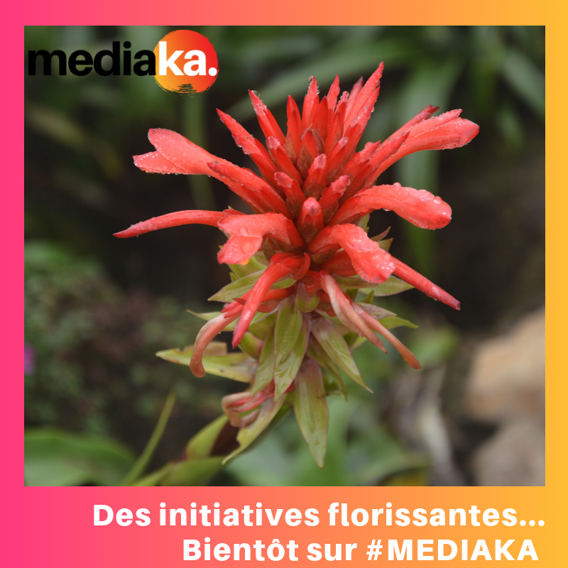 mediakaraib's tweet photo. 🌺 Bientôt sur #Mediaka, le site d'information de la Caraïbe. 
#mediakaraib https://t.co/3iyQ5VNlG5