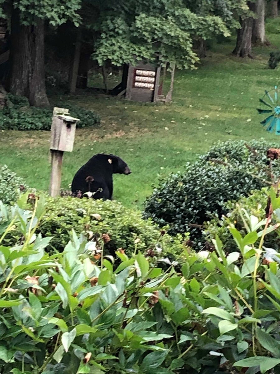 RayTurek96's tweet photo. Ho-hum. Another day. Another bear in the yard. https://t.co/FYsl0cwS9r