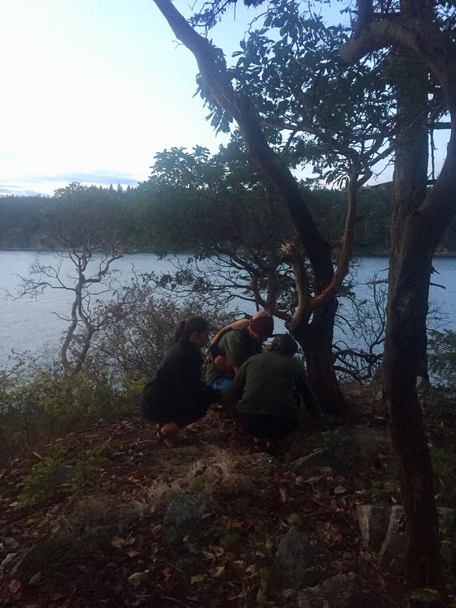 SSadventureco's tweet image. Chocolate beach once was filled with wild flowers called chocolate lilies it's native to the island. Due to people picking them they no longer grow wild. The chocolate lily was used as a food by the Salish peoples.We have started planting chocolate lilies on third sister island!