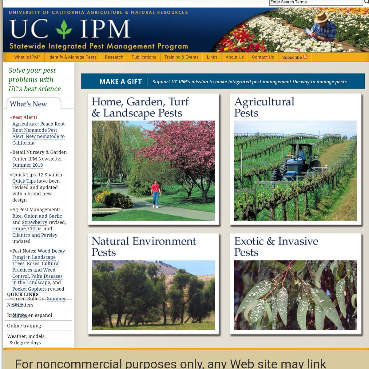 DoceDisci's tweet photo. IPM students use the UC IPM website to discover pest management guidelines for various agricultural pests.  Great resource for IPM practitioners and PCAs.  #butteag #bcpride #agcollege #agedu #ucipm #ucanr https://t.co/6jDaJTo3NP